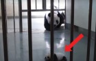 Vídeo de Panda