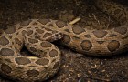 Video Serpenti