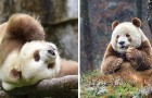 Video Panda