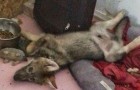 Video Lupi