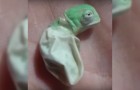 Vídeo de Camaleão