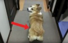 Video Twerk