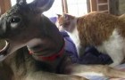 Video Hirschvideos Hirsche