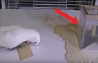 Vidéos de Perroquets