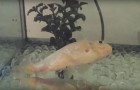 Video Fischvideos Fische