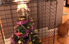 Vidéos sur Noël
