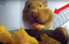 Video Criceti