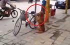 A dog out of the ordinary!