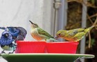 Vidéos d' Oiseaux