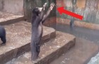 Vídeo Dossiê