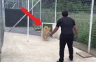 Vídeo de Tigres