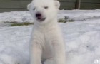 Video Tierjungevideos Tierjunge