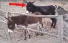 Vídeo de Asnos