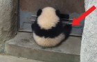 Video van Panda's