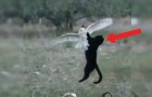 Vídeo de Corujas