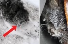 Video Video's van Sneeuw Sneeuw