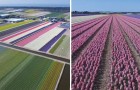 Video Video's over Nederland Nederland