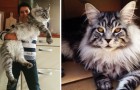 Video di Gatti