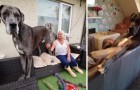 Video Video's van Honden Honden
