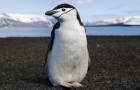 Video di Pinguini