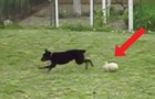 Video Video's van Konijnen Konijnen