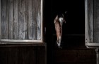 Video Video's Paarden Paarden
