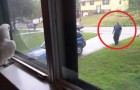 Vídeo de Papagaios