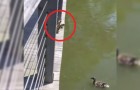 Video di Anatre