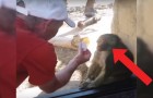 Video Video's van Apen Apen