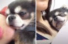 Video Video's van Puppies Puppies