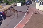 Video Video's nieuwsgierig Nieuwsgierig