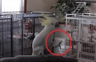 Video Pappagalli
