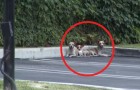 Video Video's van Honden Honden