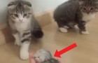 Video Video's van Katten Katten