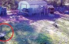 Video Ongelofelijke video's Ongelofelijk