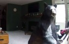 Video di Orsi