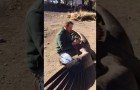Video Video's van dieren Dieren