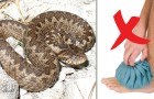 Vidéos de Serpents