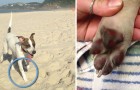 Video Hundevideos Hunde