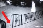 Vídeo de Cobras