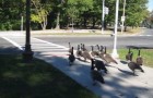 Video di Città