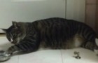 Vídeo de Gatos
