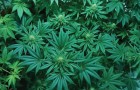 Vidéos de Médicaments