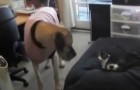 video med Katter