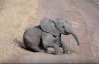 Video Elefanti