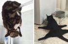 Video Katzenvideos Katzen