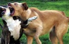 Video Video's van Honden Honden