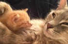 Video di Gatti