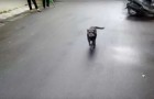 Video Dogs