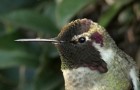 Video Natura